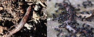 wormen-en-mieren