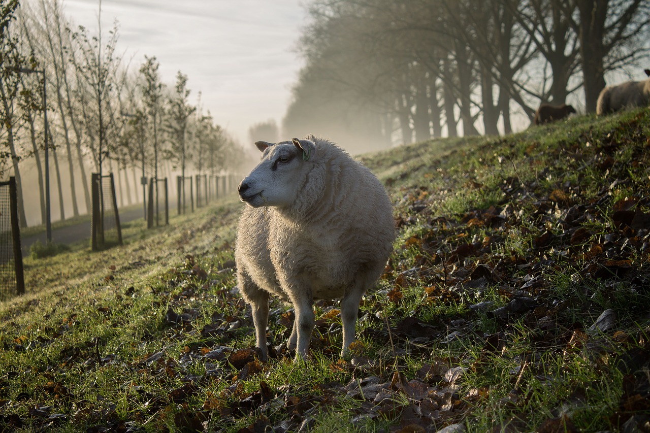 Onder De Wol Kruipen: Een Duurzame Keuze!