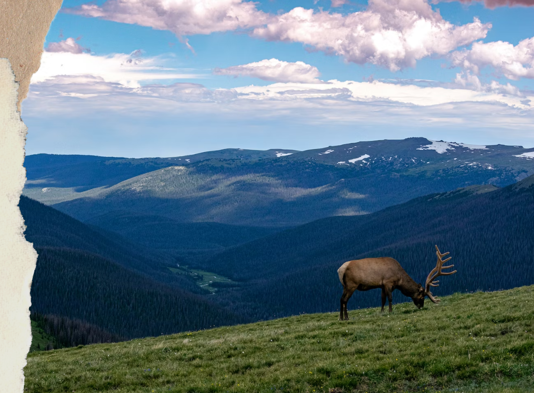 A Wilder Nature: How Rewilding Can Help