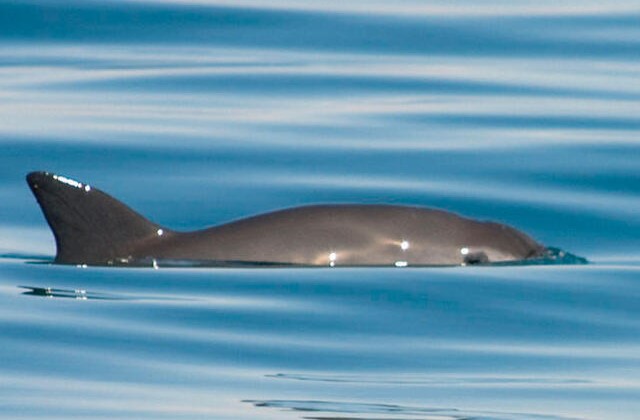 The Vanishing Vaquita Marina: A Cry For Conservation