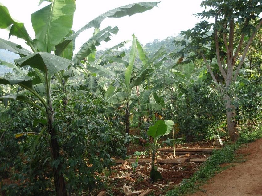 Shifting agricultural paradigms paragraph image - Panama Disease: Supermarket Banana at the Brink of Extinction - Duurzame student