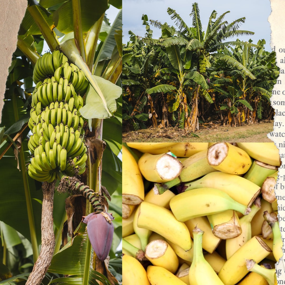 Panama Disease: Supermarket Banana At The Brink Of Extinction Blog Header - Duurzame Student