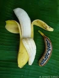The supermarket banana paragraph image - Panama Disease: Supermarket Banana at the Brink of Extinction - Duurzame Student