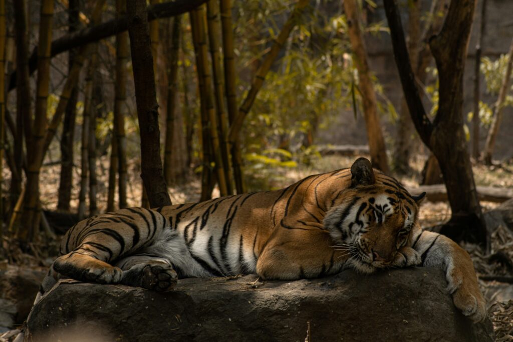 Rainforest conservation, man vs nature? - Paragraph image - Indian Tiger
