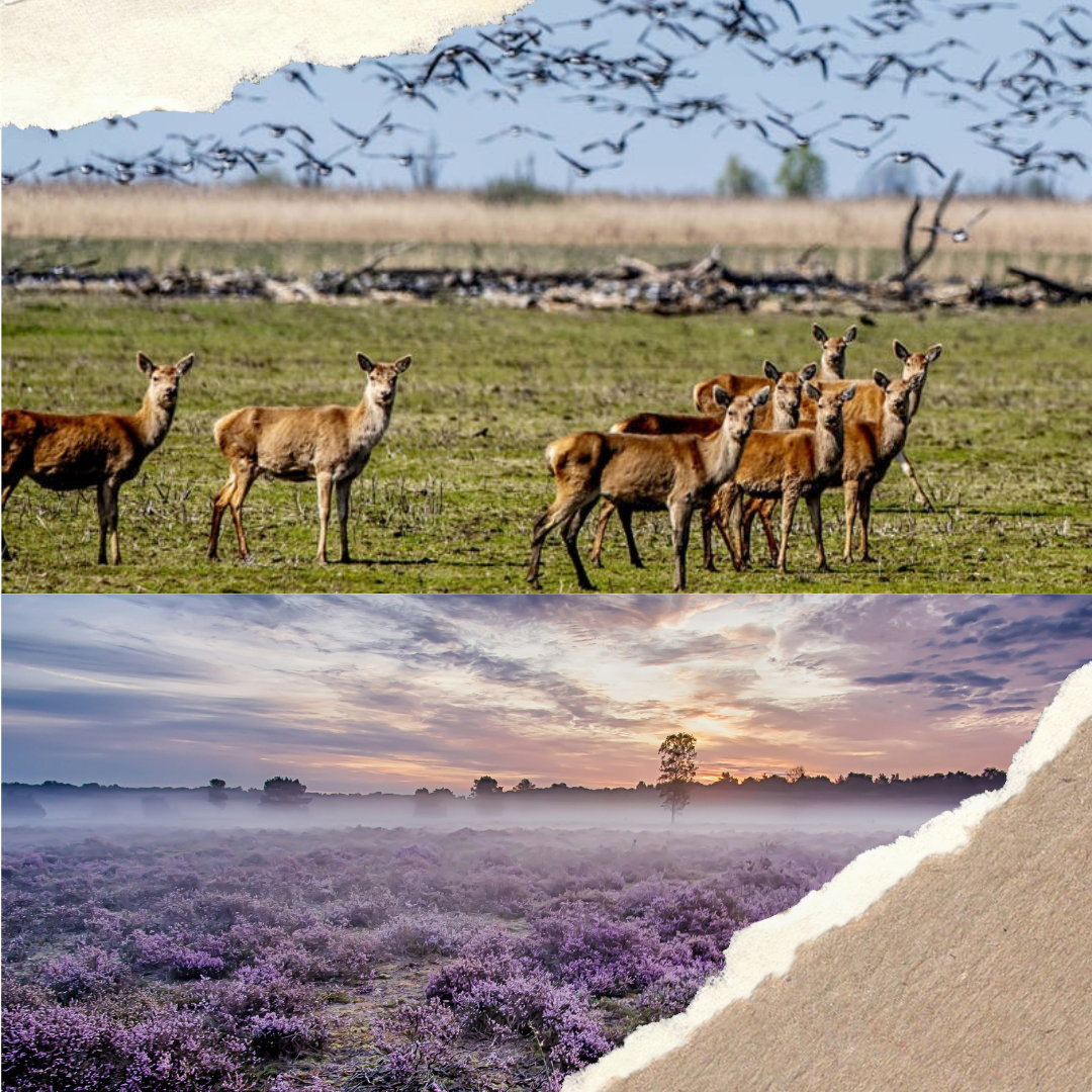 Rewilding Europe: Impact And Evolution Of Conservation Efforts - Blog Header - Duurzame Student