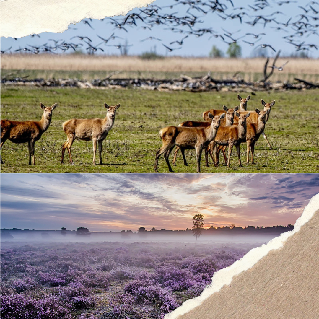 Rewilding Europe: Impact And Evolution Of Conservation Efforts