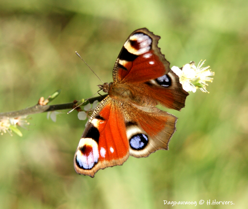 Hoe vlinders laten zien hoe het gaat met het klimaat - Dagpauwoog - Duurzame student
