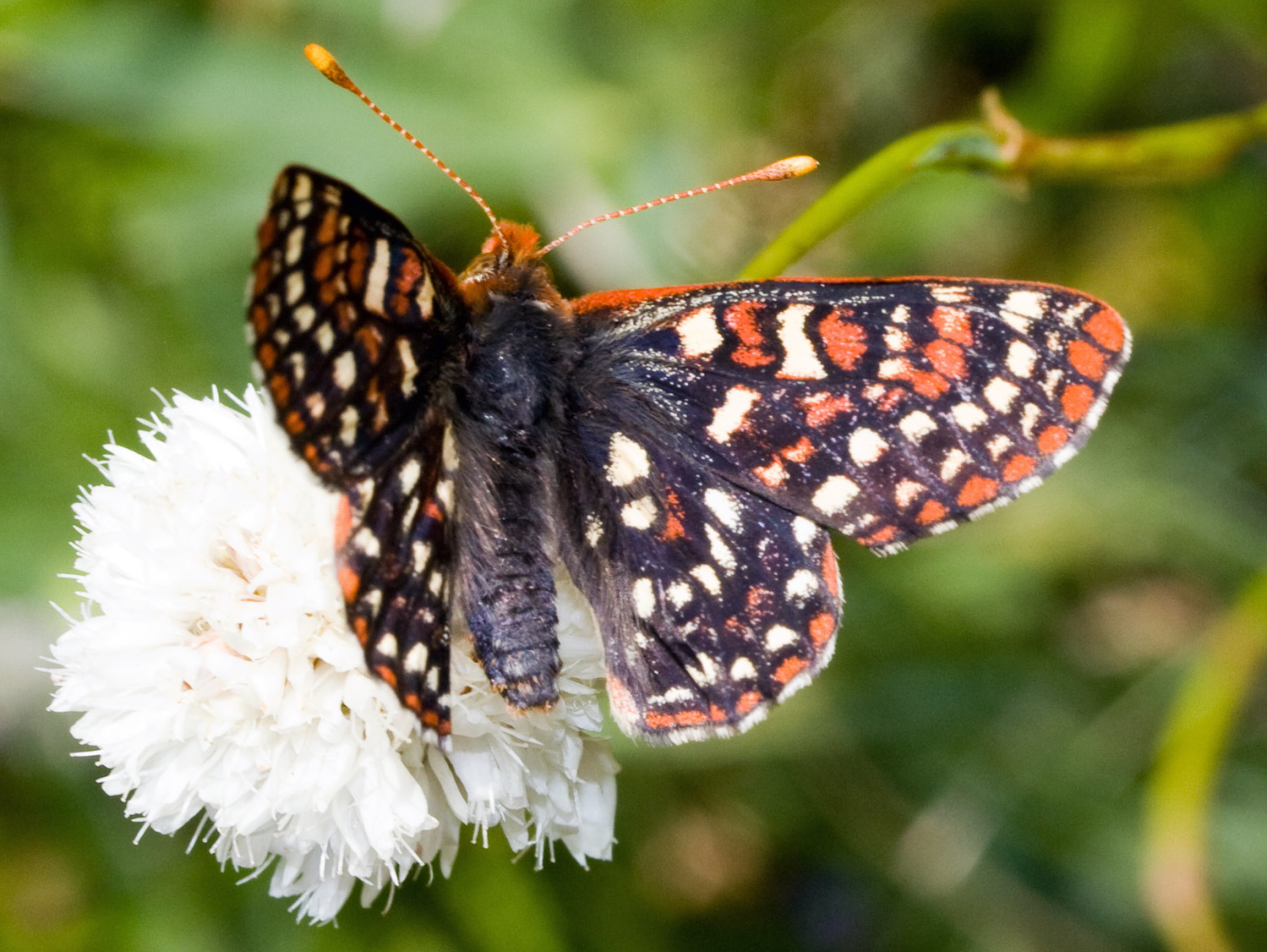 Hoe vlinders laten zien hoe het gaat met het klimaat - Edith's checkerspot - Duurzame Student
